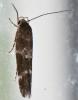 Mompha sp.